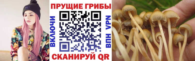 Галлюциногенные грибы прущие грибы Спас-Клепики